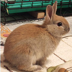 うさぎ